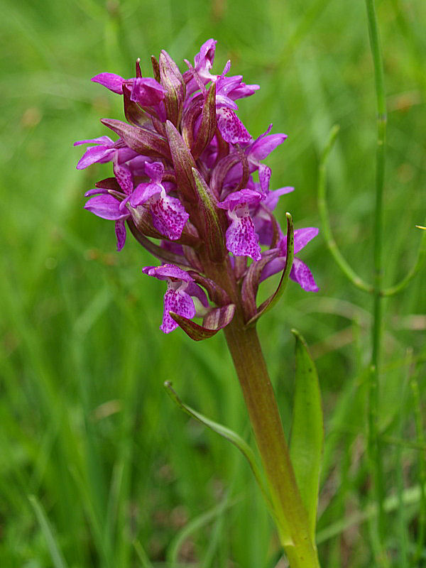 Chiedo ancora aiutooooo (Dactylorhiza incarnata/lapponica?)